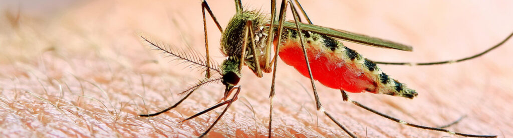 Malaria Insekt Mosquito - Reisemedizin Vorsorge